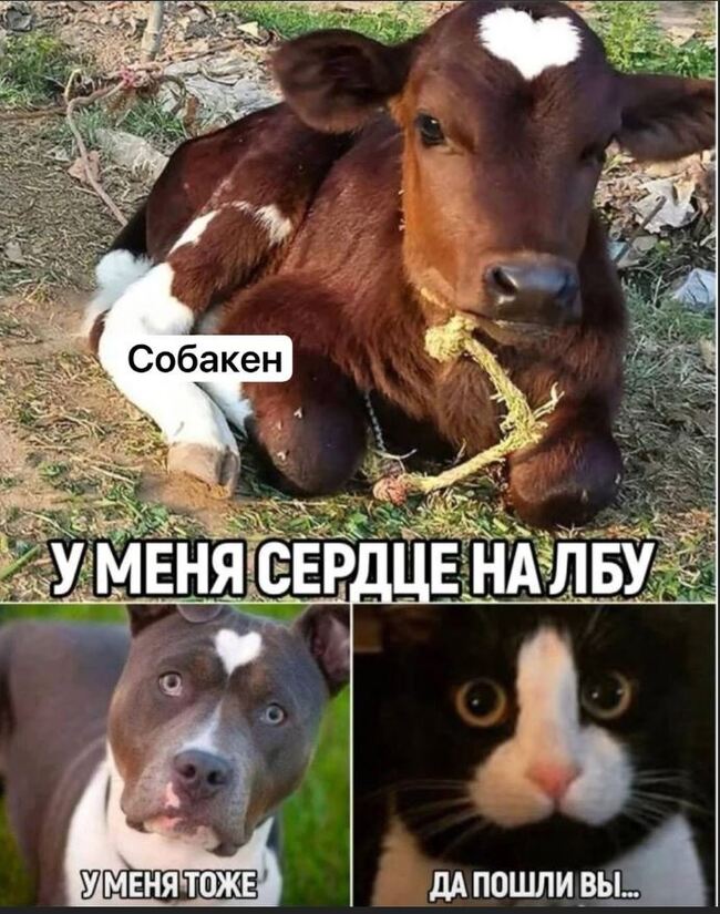 Комментарии из социальных сетей