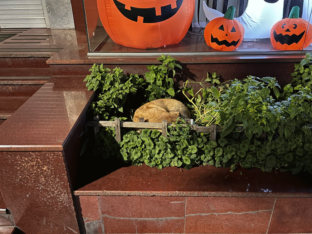 Эталон пёсика